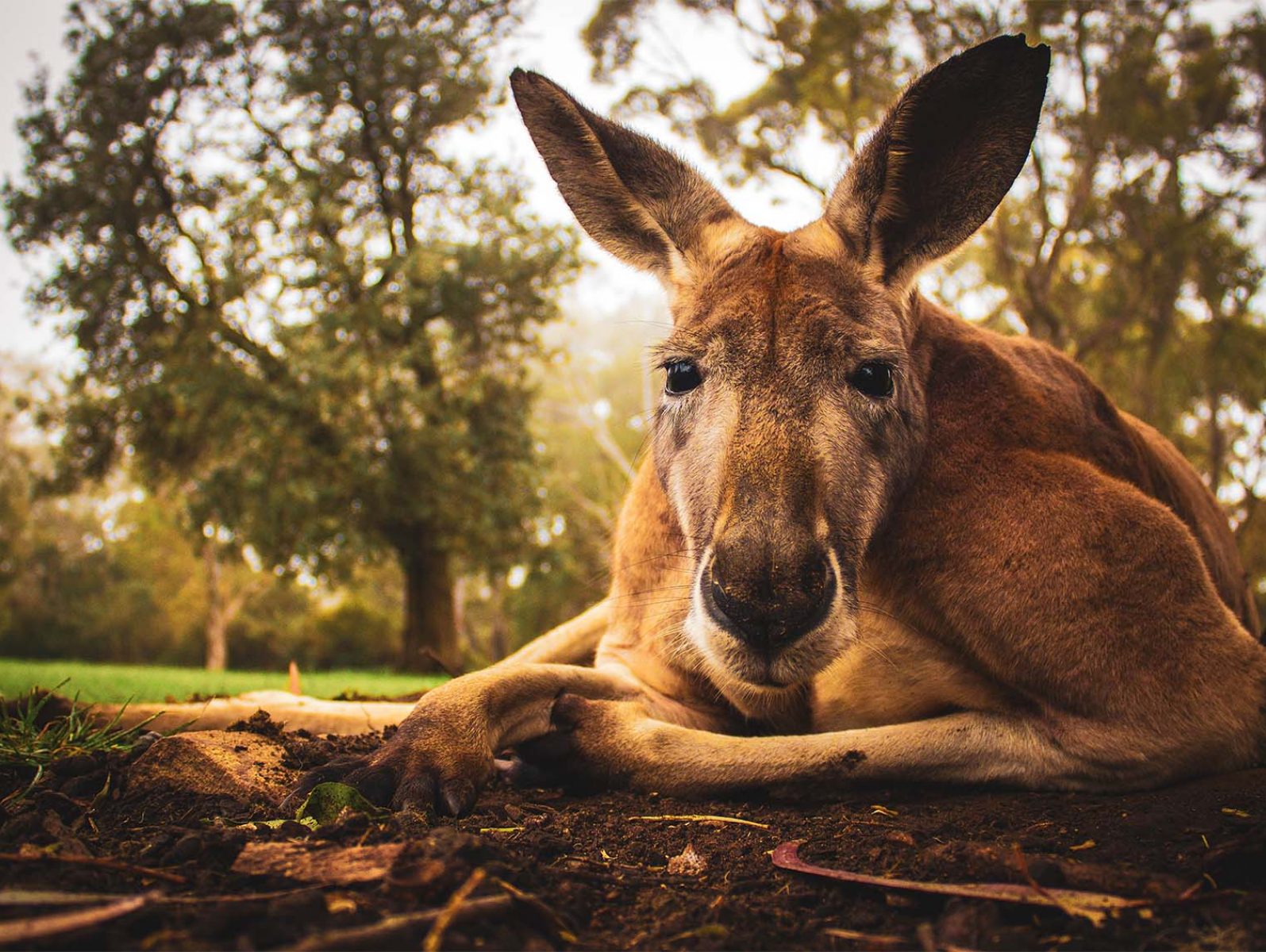 Close up of a Kangaroo relaxing on the ground, staring into the camera