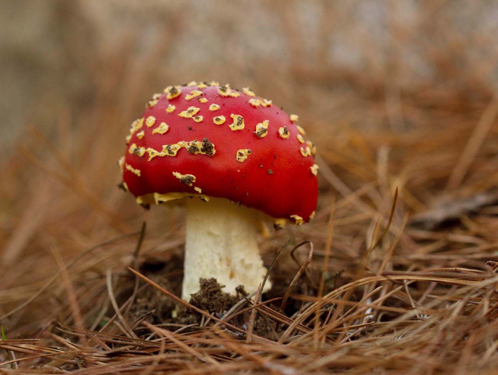 A closeup of a mushroom on the forest floor