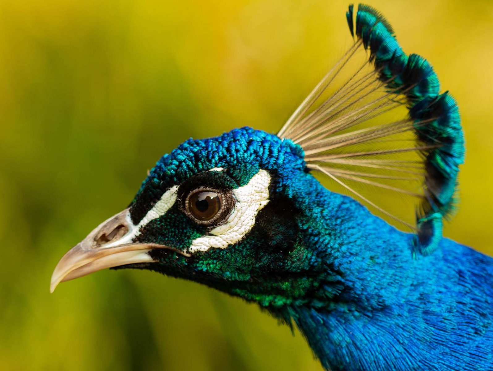 A profile photo of a peacocks head